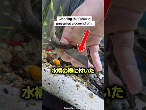 爪に見つかった白い縞模様の正体 ✋ thumbnail