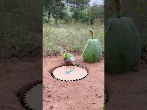 The Best DIY Parrot Trap Using Papaya & Paper #shorts thumbnail