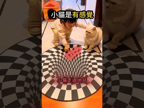 小貓是聽教的?但主人更重要? thumbnail