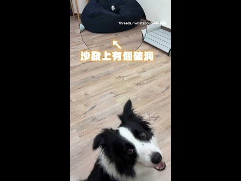 【闖禍現場】邊牧咬壞沙發被發現 馬上用身體擋住！｜#寵物雲 #shorts thumbnail