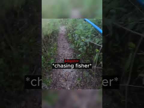 Man Runs From Alligator... thumbnail