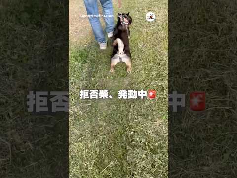 最高級の拒否柴｜PECO thumbnail