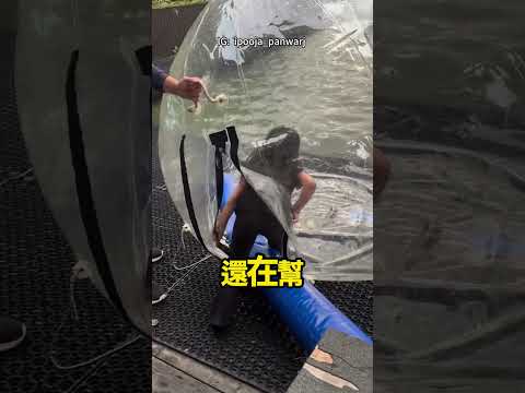 她以為可以輕鬆在水上行走，結果… 🤔🤣 thumbnail