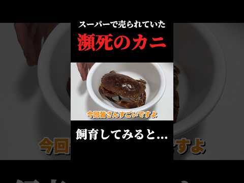 スーパーで購入した瀕死の珍しいカニ飼育してみると… thumbnail
