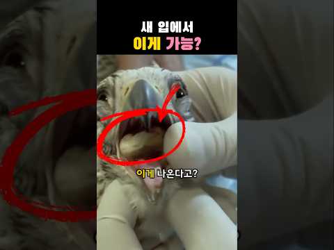 새 입 안에 먹이인 줄 알았는데...? thumbnail
