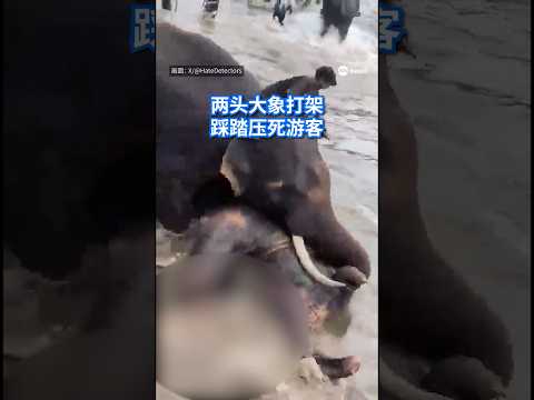 印度两头大象在洗澡时突然互相攻击，一头大象倒下后压向旁观的女游客，还多次踢踹，导致她重伤身亡。#8视界新闻网 #Elephants #TouristIncident #India #大象 thumbnail