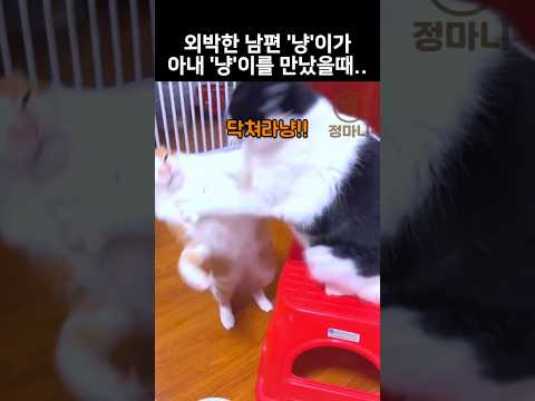 외박한 '냥'이가 집에 들어오면 벌어지는 일 thumbnail