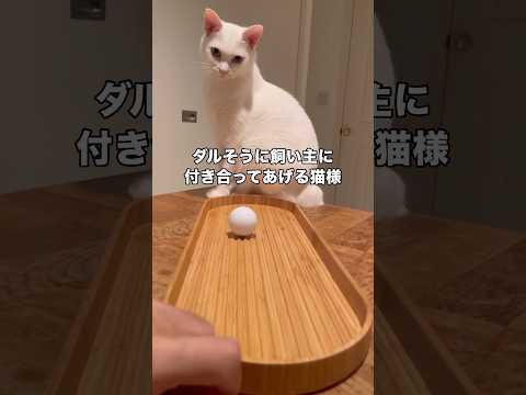ダルそうに飼い主に付き合う猫 #白猫 #オッドアイ #愛猫 #shorts thumbnail