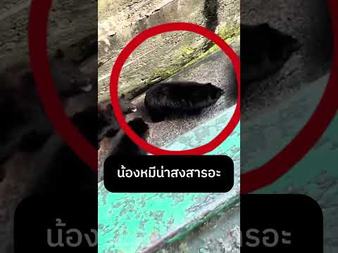 น้องหมีน่าสงสารอะ thumbnail