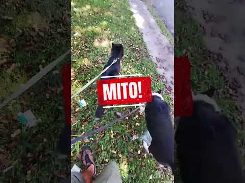 MITO OU VERDADE? Passeio só serve pra gastar energia? #cães #shorts #shortsfeed #pets #cachorro thumbnail