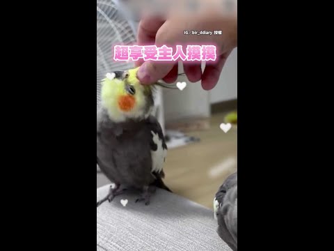 【強行爭寵】當主人只摸一隻玄鳳　另一隻用頭強行蹭手臂自摸XD #Shorts thumbnail