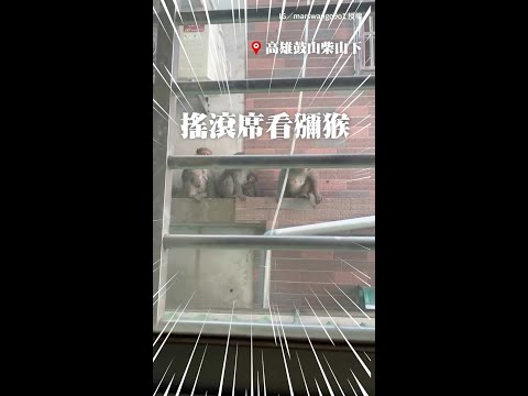【賞猴搖滾席】高雄柴山的猴子都這麼沒邊界感嗎？ #Shorts thumbnail