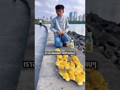 เด็กชายฝึกกองทัพเป็ดน้อย! เป๊ะจนเหมือนฝึกทหาร #shorts #knowledge #viral #ทดสอบ thumbnail