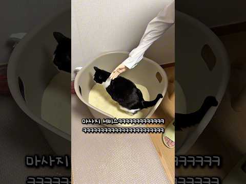 설 특선영화 내부묘들 thumbnail