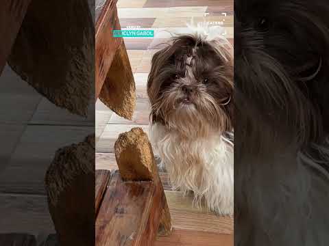 MY Dog Has No Table Manners 🙄 #dog #dogs thumbnail