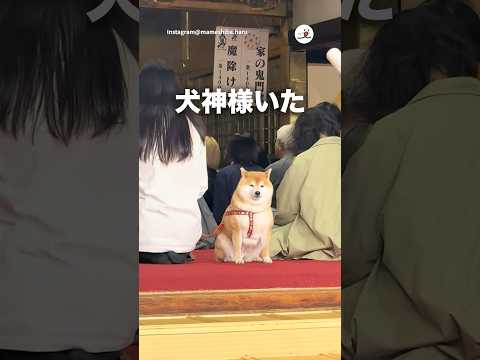 神様かと思った｜PECO thumbnail