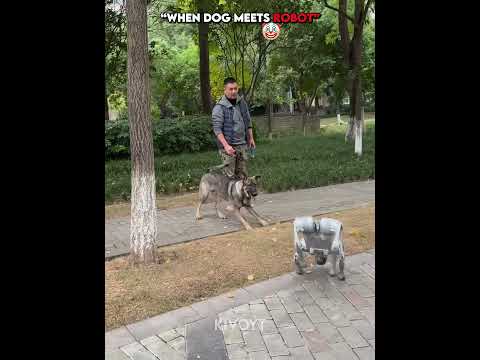 Dog meets robot vs cat ☠️ thumbnail