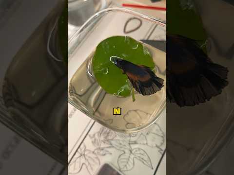Inilah Alasan Mengapa Ikan Cupang Tidur di Atas Daun❗😮 #shorts thumbnail