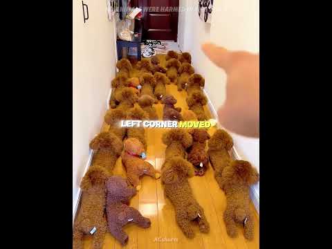 Can you spot the real dog? 🕵️‍♂️🐶 thumbnail