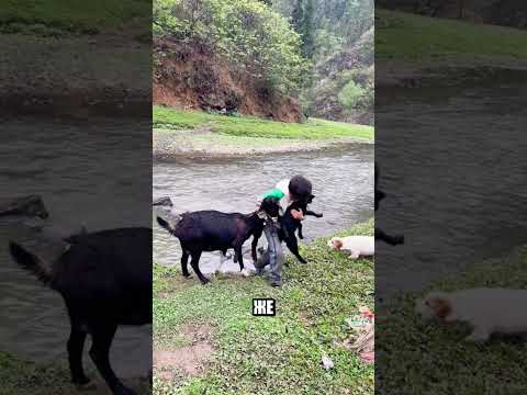 Он прижал обоих к груди И ШАГНУЛ НА МОКРЫЕ СКОЛЬЗКИЕ КАМНИ???‍♂️ thumbnail