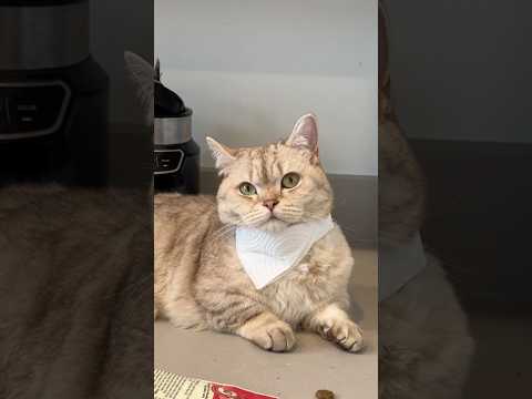 Purrks included 🐈 #cats #catsofyoutube #dating #catowner thumbnail