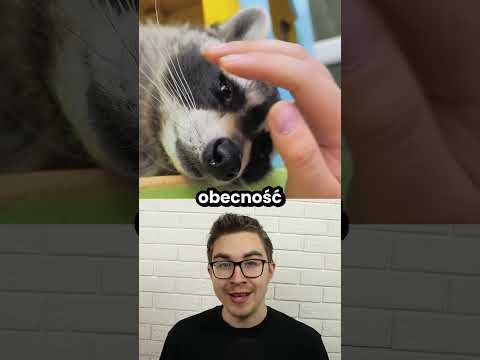Szopy ewoluują, żeby przypodobać się ludziom! thumbnail