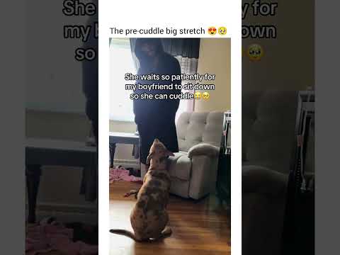 She even waited for him to sit back.. lol. Love pit bulls #dogshorts #dog #funny #petshub #pets thumbnail