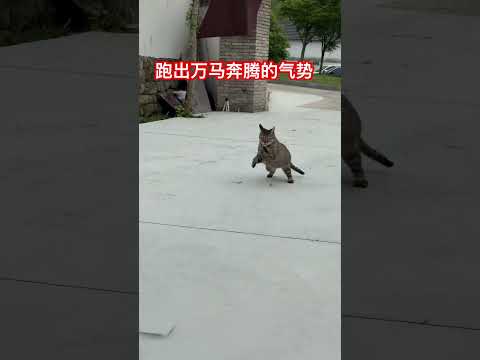跑出万马奔腾的气势 #cat thumbnail