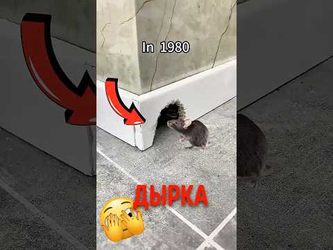 🐭 Чем теперь закрывают дыры от мышей! #мыши #защитадома #ремонт thumbnail