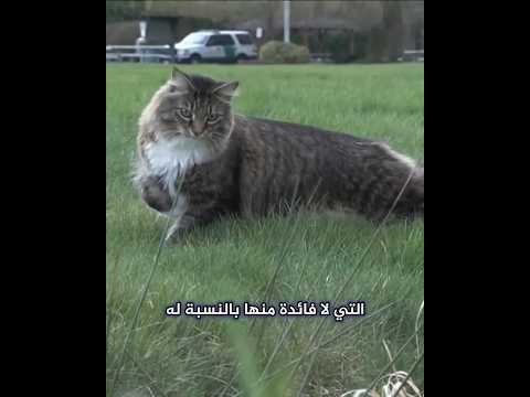 قط يواصل عبور الحدود بين أمريكا وكندا thumbnail