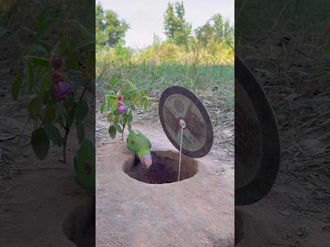 Awesome Creative Parrot Trap In The Forest #shorts thumbnail