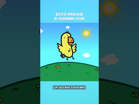 Ecco perché si chiama "Pappagallo" thumbnail