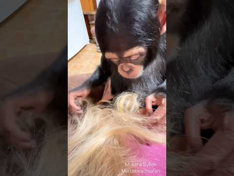 #cute #baby Vānara playing with my #hair thumbnail