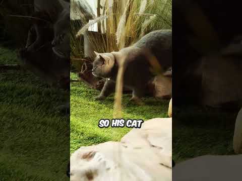 This Cat Thinks He’s Mufasa ❤️? thumbnail