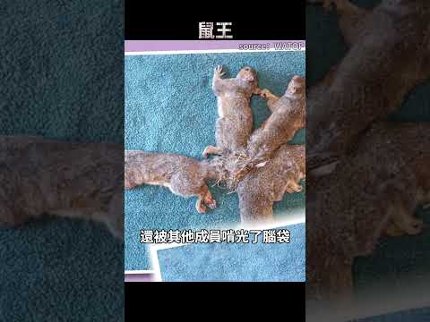 慎入！鼠王：最恐怖的都市傳說…背後的真相令人心碎 thumbnail