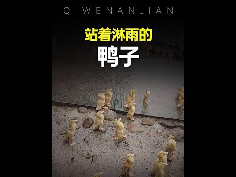 下雨天鴨子們為什麼站著一動不動？#鴨子 #動物解說 #神奇動物 thumbnail