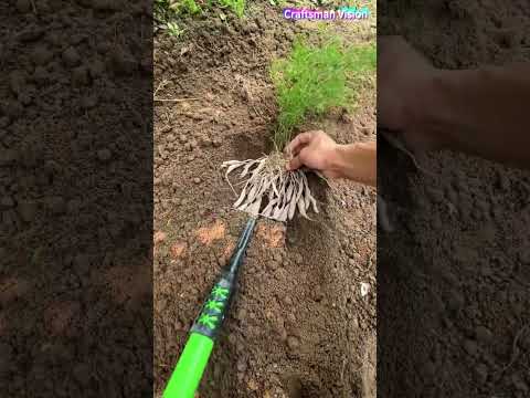 High Yield planting technology of Radix Asparagi thumbnail