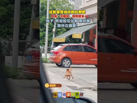 狗子：啊啊！死屁股忍住啊，厕所呢？厕所在哪里！ thumbnail