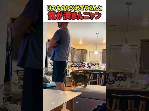 【笑劇】いつものヤツ必ずやらんと気が済まんニャン　#猫 #ねこ #ニャンコ #猫動画 #かわいい #猫のいる暮らし #カワイイ #面白い #面白動画 #shorts thumbnail