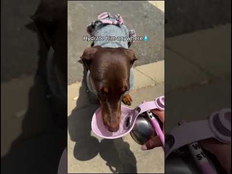 Hot Walks? Your Dog Needs This 💧🐶☀️ thumbnail
