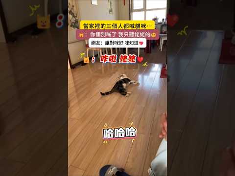 當家裡3個人都喊貓咪…🐱：你倆別鬧了，我只聽我姥的😎 網友：誰對咪好 咪知道💝 #cat #cute #funny #funnyshorts #shorts thumbnail