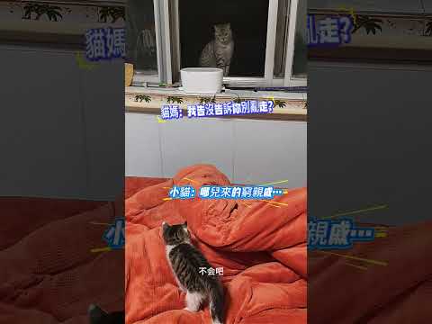 養了幾天的小流浪 牠麻麻找上門了‼️貓媽：我告沒告你 別四處亂跑❓小貓：哪兒來的窮親戚❓我不認識 …#cat #cute #shorts #cutecat #catvideos thumbnail