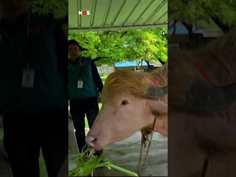 Buffel wordt niet geslacht omdat hij op Donald Trump lijkt thumbnail