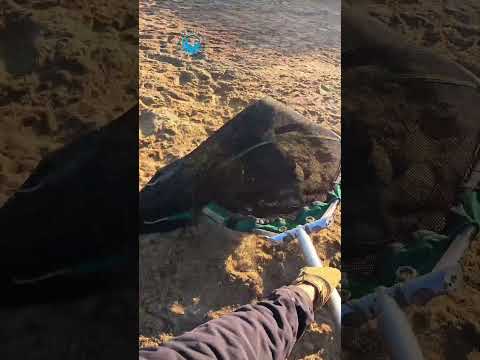 Ninja Style Seal Rescue #shorts thumbnail