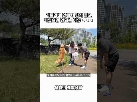 리트리버 앞에서 간식 들고 서있으면 안되는 이유 ㅋㅋㅋ thumbnail