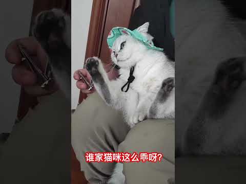 谁家猫咪这么乖啊？ #cat #喵哥是萌新 thumbnail