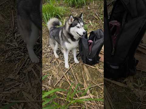 Lucky the dog helped her retrieve the food box from the zombie ?‍♀️? #survival #bushcraft #camping thumbnail