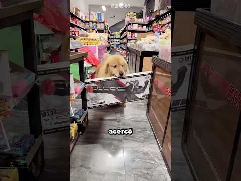 Este Perro Entró A La Tienda Por Un Juguete thumbnail