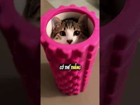 Bí mật những điều mèo luôn giấu bạn 😳 thumbnail