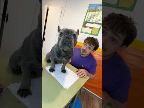 El Perro Se Comió mi TAREA🐶📝#comedia thumbnail